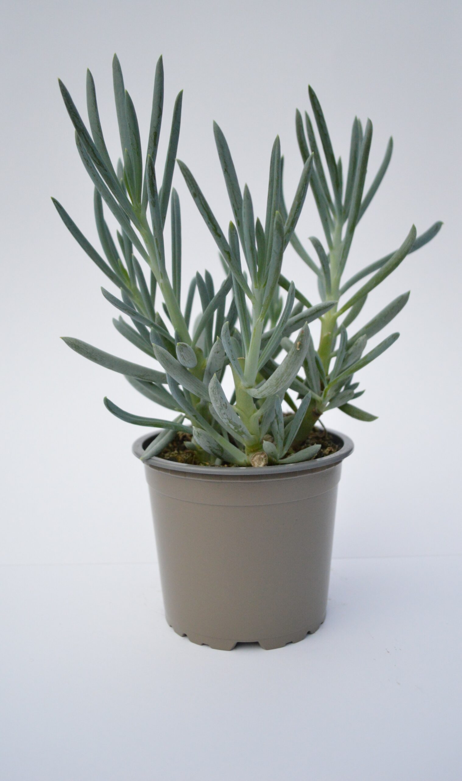Senecio Serpens (ou repens)