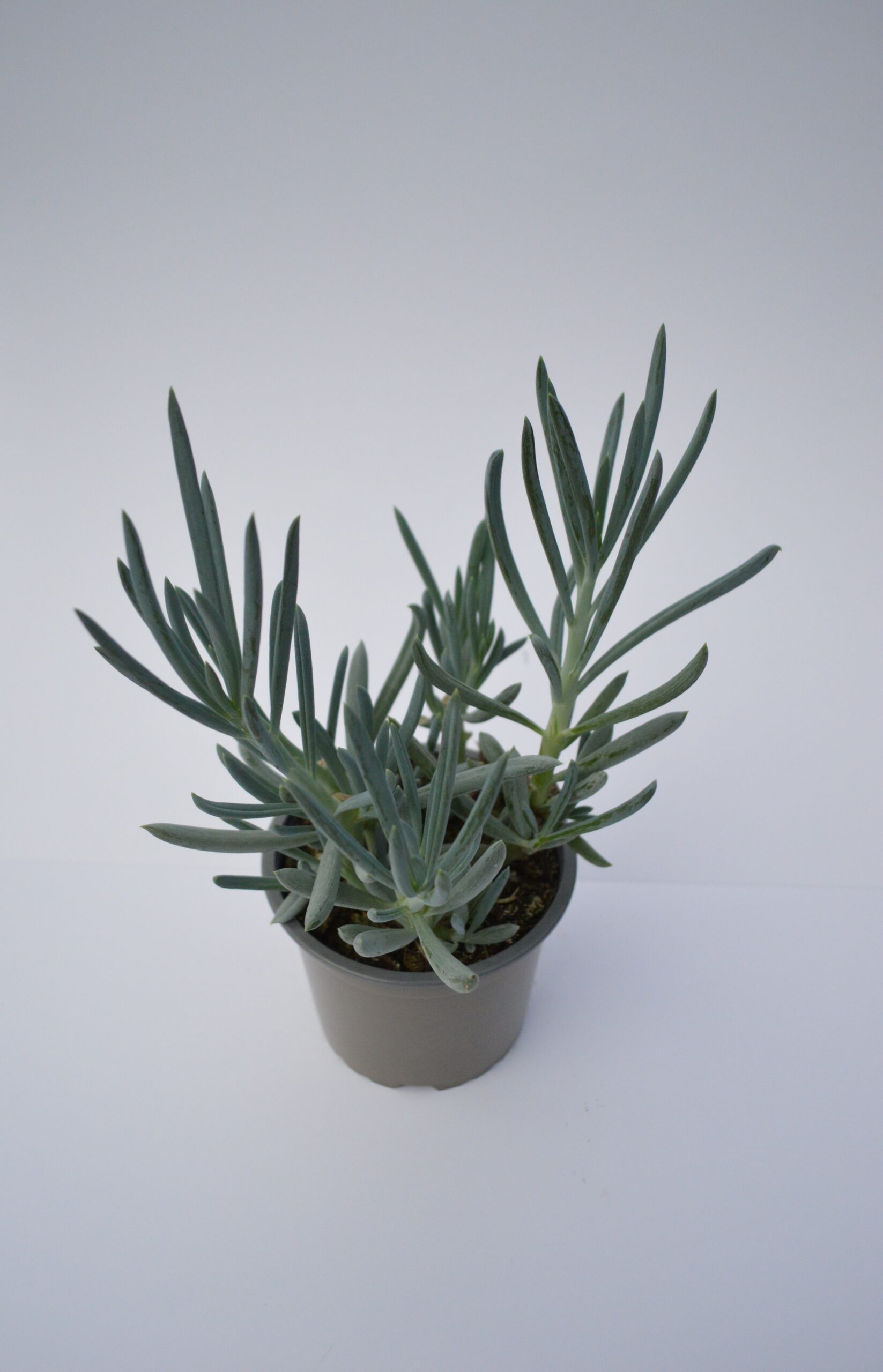 Senecio Serpens (ou repens)